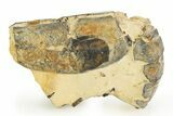 Eocene Lobster (Hoploparia) Fossil - England #351028-2